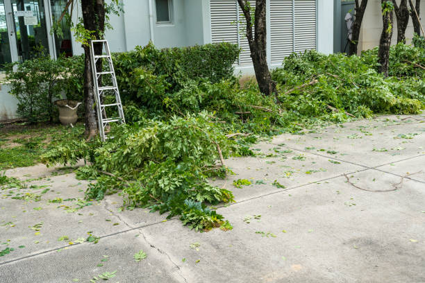 Residential Tree Removal in Maysville, NC